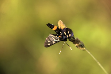 Amata phegea, formerly Syntomis phegea; The nine-spotted moth or yellow belted burnet, dorsal view of female