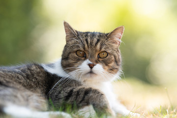 Naklejka na ściany i meble portrait of a tabby white british shorthair cat relaxing outdoors in the garden on a sunny day looking at camera