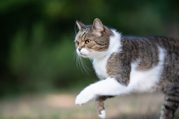Naklejka na ściany i meble side view close-up of playful tabby white british shorthair cat running outdoors in nature looking ahead