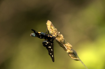 Amata phegea, formerly Syntomis phegea; The nine-spotted moth or yellow belted burnet, dorsal view...