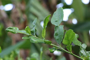 green leaves