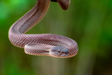 Mangrove pit viper