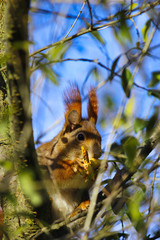 Ein Eichhörnchen sitzt im Frühling auf einem Ast mit einer Nuss bei Sonnenschein Sciurus