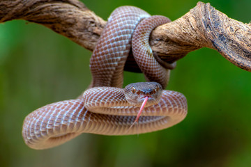 Mangrove pit viper