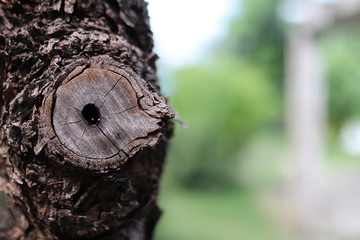 eye of a tree