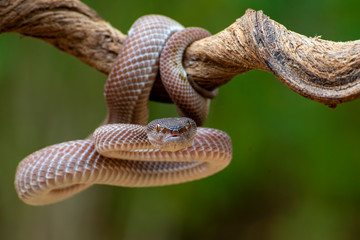 Mangrove pit viper