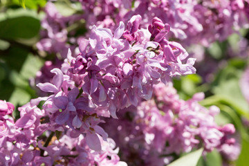 Blooming pink lilac flowers macro close-up in soft focus on a blurred background in a beautiful pattern of light and shadow on a Sunny spring day. Moscow, Russia