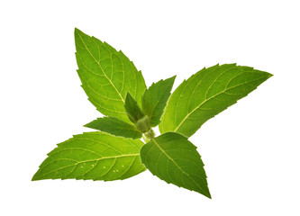 Mint leaves isolated without shadow © azure