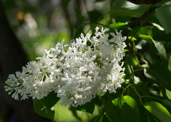 White lilac flowers close up on a blurred background on a Sunny spring day. Moscow, Russia