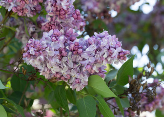 Delicate blooming lilac on a Sunny spring day in the city Park