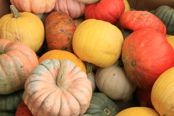 pile of pumpkins