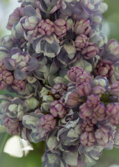 Blooming blue and purple lilac flowers macro close-up in soft focus on a blurred background in a beautiful pattern of light and shadow on a Sunny spring day. Moscow, Russia