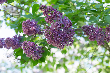 Bushes of pink and purple lilac with green leaves in the city Park on a Sunny spring day. Moscow, Russia