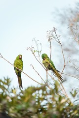 Portrait of Green Pionus in Nature