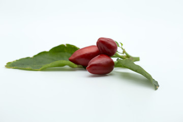 chilli peper