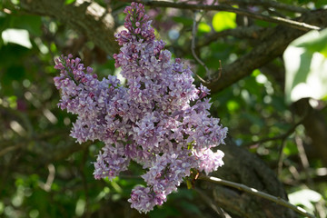 Obraz premium Delicate blooming lilac on a Sunny spring day in the city Park