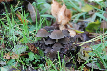 la Pévèle - Hauts de France - Automne