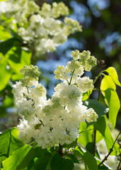 Bush white blooming lilac syringa Sunny spring day in the city Park. Moscow, Russia