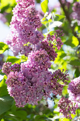 Obraz premium Delicate blooming lilac on a Sunny spring day in the city Park