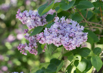 Bushes of pink and purple lilac with green leaves in the city Park on a Sunny spring day. Moscow, Russia