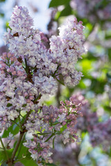 Fototapeta premium Blooming purple lilac close - up in soft focus on a blurred background in a beautiful pattern of light and shadow on a Sunny spring day. Moscow, Russia