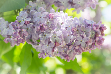 Pink lilac flowers close up on a blurred background on a Sunny spring day. Moscow, Russia