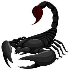 Vector illustration of a black scorpion.