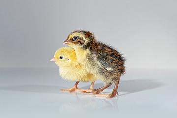 Obraz premium Quail Chicks