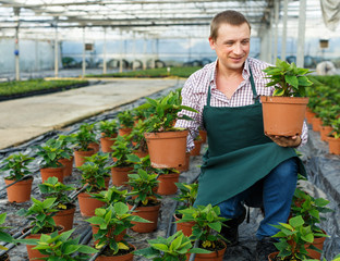 Male worker arranging poinsettia pulcherrima herbs while gardening in greenhouse