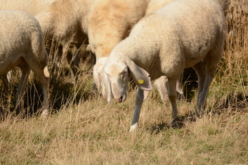 Obraz na płótnie Canvas gregge di pecore al pascolo