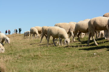 Obraz na płótnie Canvas gregge di pecore che bruca erbetta di montagna