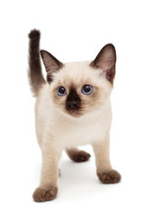 Small Siamese kitten