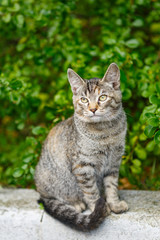 Fototapeta premium Beautiful homeless gray kitten