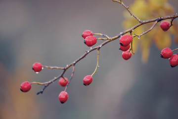Fototapeta na wymiar Briar, wild rose hip shrub in nature, autumn fall color tone