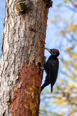bird Black Woodpecker, Dryocopus martius sitting on the tree trunk next to the hole. Czech Republic, Europe wildlife