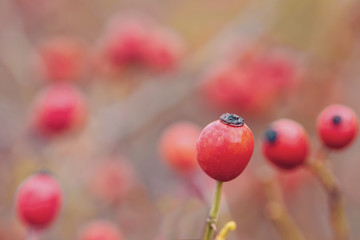 Briar, wild rose hip shrub in nature, autumn fall color tone