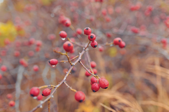 Briar, wild rose hip shrub in nature, autumn fall color tone