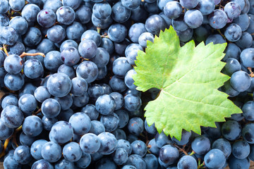 ripe grapes as background