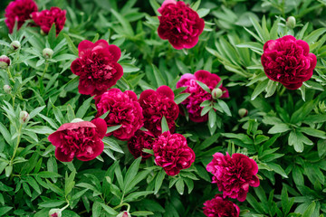 Obraz na płótnie Canvas Red peonies in the garden. Blooming red peony.
