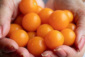 Two hands holding yellow, home grown cherry tomatoes