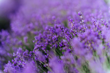 Lavender bushes closeup on sunset. Sunset gleam over purple flowers of lavender.