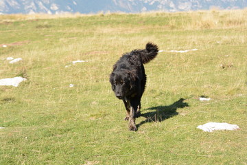 cane del pastore
