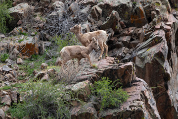 Herd of Bighorn Sheep at Play