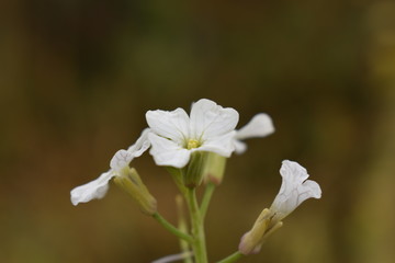 closeup of white flower