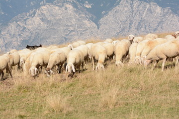 Fototapeta premium gregge di pecore in alta montagna