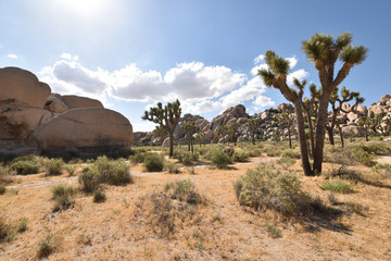 Joshua Tree National Park, California, USA