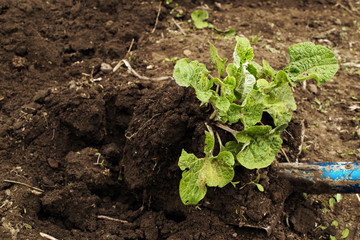 work, dig weeds in the garden, burdock..