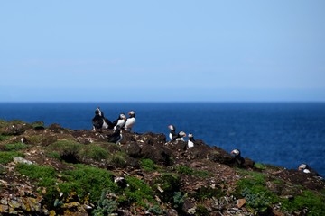 Atlantic Puffin in their natural environment at the Puffin viewing site in Elliston, Bonavista...