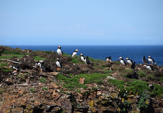 Atlantic Puffin in their natural environment at the Puffin viewing site in Elliston, Bonavista Peninsula Newfoundland and Labrador, Canada