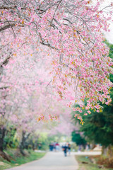 Beautiful walkway under the sakura or cherry blossom tree blooming  , Chiag Mai